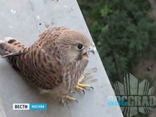 На чердаках появились соколы На чердаках появились соколы